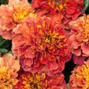 메리골드 이미지