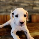 협진농장 이미지