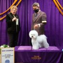 챔피언켄넬 이미지