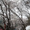 계룡산 동학사 벚꽃길, 은선폭포 이미지