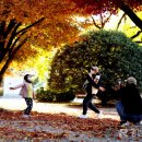 의령 충익사 모과나무 이미지