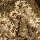 설화로 핀 하얀 개나리꽃(White Forsythia)- 미선나무 이미지