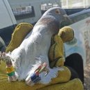 비둘기밧데리 이미지