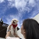 퍼피그램 이미지