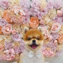 으나펫 | 미사 반려견미용 으나펫 미용후기 내돈내산