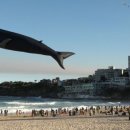 난다고래 이미지