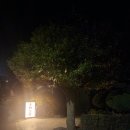 성산 동백소랑 이미지