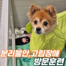 펫하우스 V | 강아지 분리불안 훈련 후기: ‘리더십’을 세웠을 때 찾아온 평화