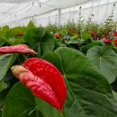 농원농장 이미지