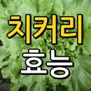 치커리 효능 이미지