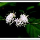 민들레여행 이미지