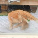 아모르디 이미지