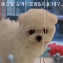 플랜멍 강아지분양&미용 대구 북구점 | 대구강아지분양 플랜멍 강아지분양&amp;미용 대구 북구점 환경 좋고 위생적인 분양업체