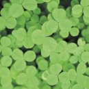 네잎클로버 이미지