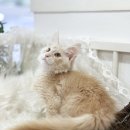 쿤광고 | 옆집 언니가 알려주는 동구메인쿤분양, 진짜 솔직 후기!