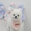 섬댕 강아지 미용실 이미지