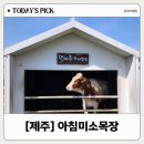 진동미소 | 입장료 무료 제주 아침미소목장, 송아지 우유주기 실패 후기