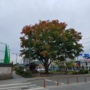 느티나무사거리 이미지