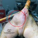 진천 동물병원 강아지 회음부 탈장 및 고환절제술 수술 후기/강아지 엉덩이 혹 원인