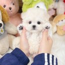 블리독수원점 고양이강아지분양 미니비숑프리제말티푸포메입양 이미지