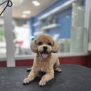 꼬리치랑개 이미지