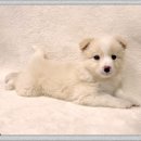 보듬펫 | 목동대형견분양은 역시 여기가 최고존엄인 부분