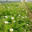 민들래농원 이미지