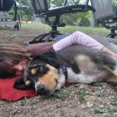 우리집 강아지 이미지