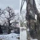 은행나무집앞 이미지