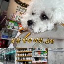 도담도담동물병원 | 🐾둥이의 1년 단골병원, 월곡역 도담도담 동물병원 정착기💊