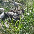 금산청계농장 이미지