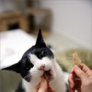 간식줄까? 이미지