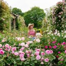 장미정원 이미지