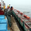 남해멸치 이미지