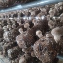 송화농장2 이미지