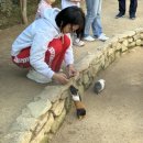 원주 신림면 나들이 여행코스 추천 : 피노키오숲 카페, 동물원, 자연휴양림, 용소막성당
