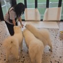 하트애견 | 천안 사모예드 애견카페 &lt;하트멍&gt; 후기-내돈내산