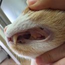 태일동물치과병원 | 2025.09.10 보루 스케일링/치은염 치료_태일동물치과병원