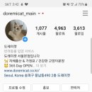 수원고양이분양 도레미캣 이미지