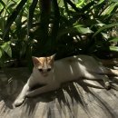 국수오백당구장 | 베트남 나트랑 '셀렉텀 노아 리조트' 솔직한 후기!