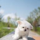 아르르펫 이미지