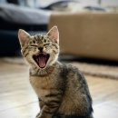 24시 바덴동물메디컬 이미지