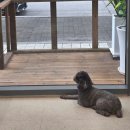 강아지를부탁해(돌봄) 이미지