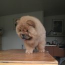 차우