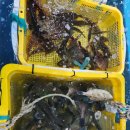 구조라위판장 이미지