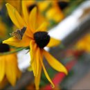 행복flower 이미지
