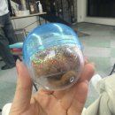 플러피독 | [후쿠오카여행]하카타 최대 대형견카페 플러피독 Fluffy Dogs