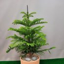 네일카리아 이미지