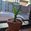 주술육회연어 이미지