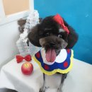 애견샵컬리독 이미지